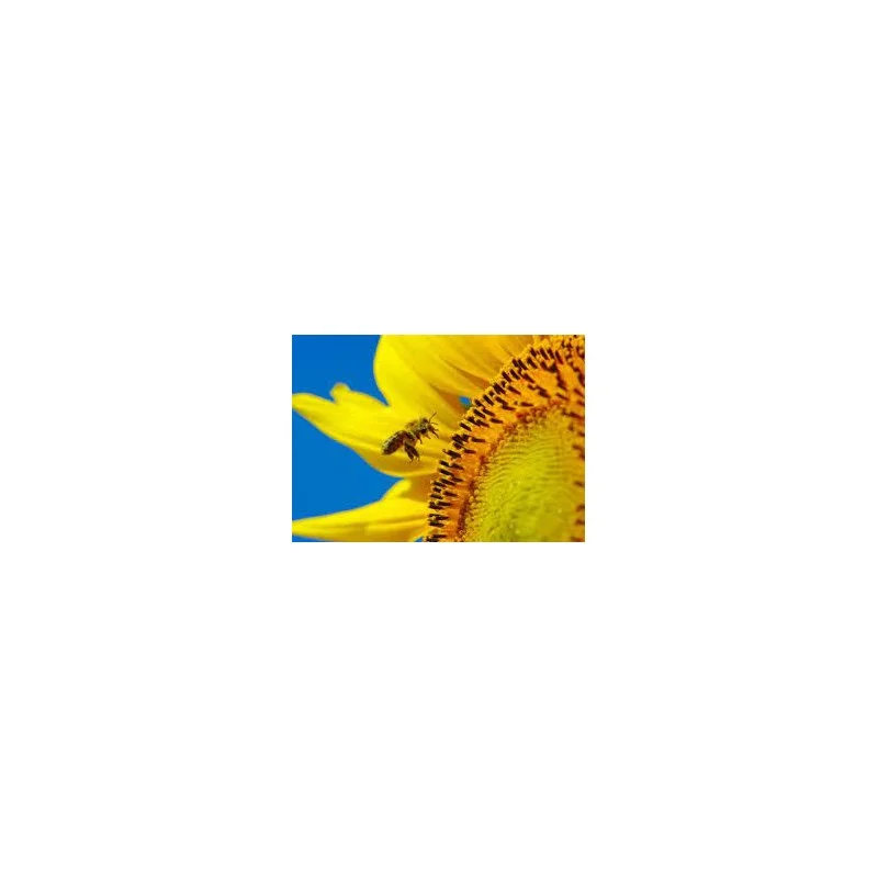 apihappy1803392