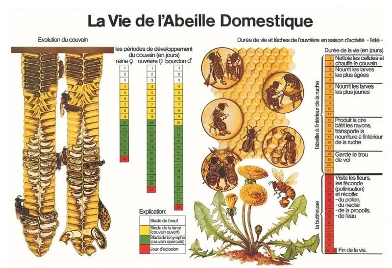 apimiel1827749