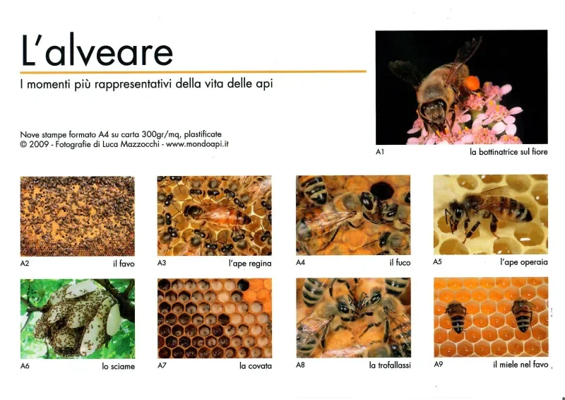 apistore1626620