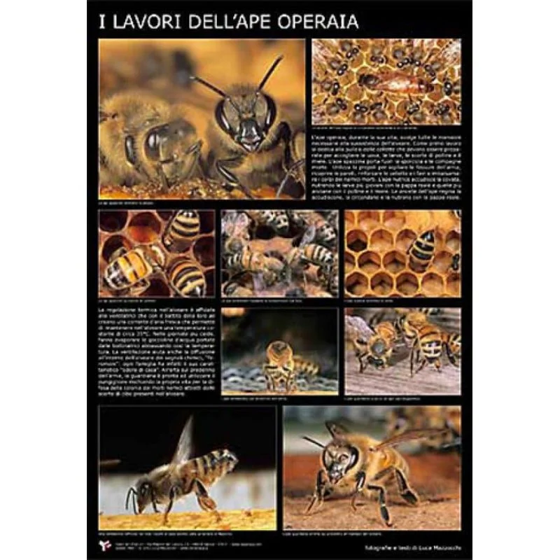 apistore1705792