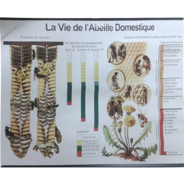 rucherdumoulin1824349